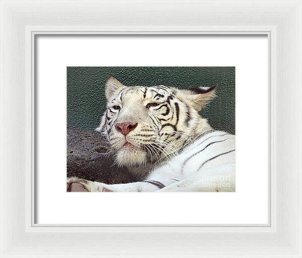 White Tiger - Framed Print