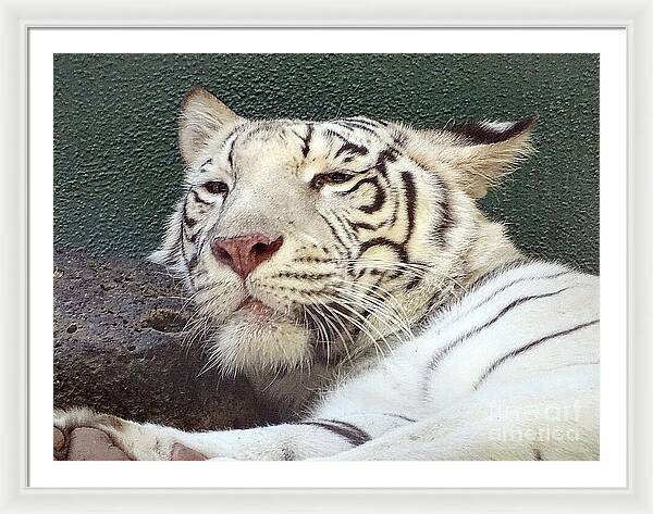White Tiger - Framed Print
