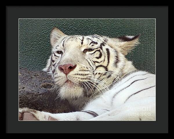 White Tiger - Framed Print