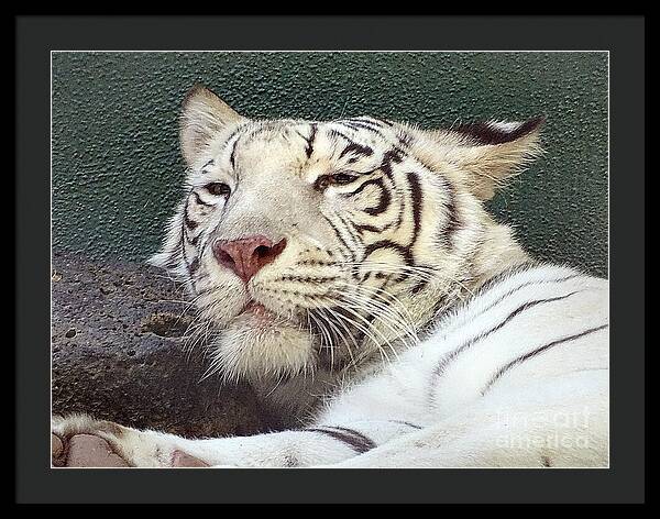 White Tiger - Framed Print