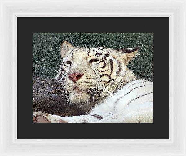 White Tiger - Framed Print
