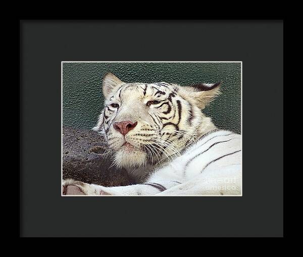 White Tiger - Framed Print