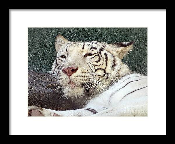White Tiger - Framed Print