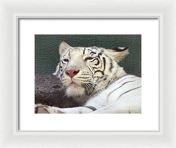 White Tiger - Framed Print