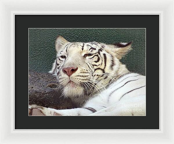 White Tiger - Framed Print