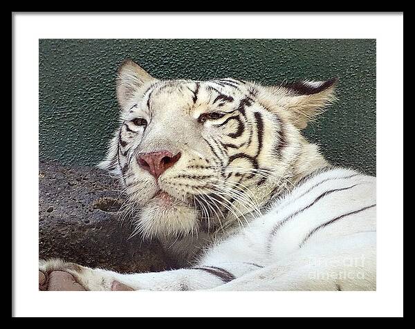 White Tiger - Framed Print