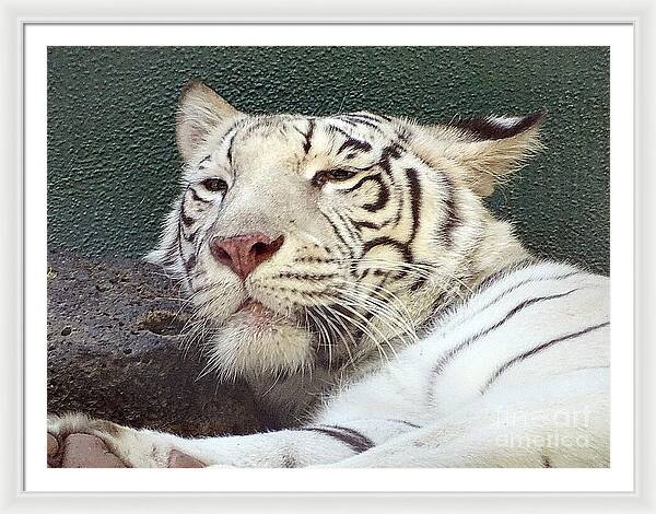 White Tiger - Framed Print