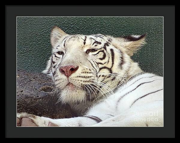 White Tiger - Framed Print