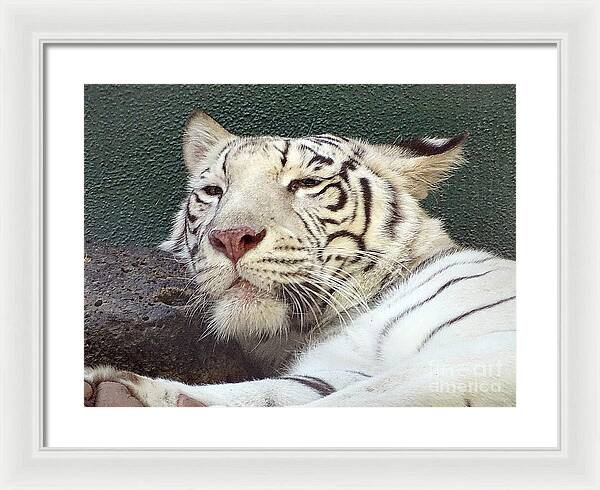 White Tiger - Framed Print