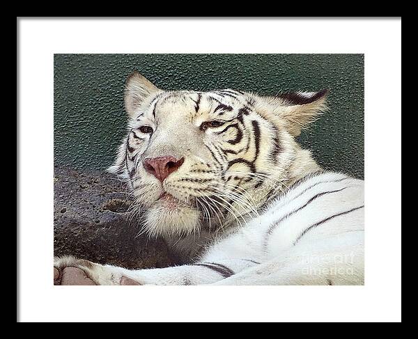 White Tiger - Framed Print
