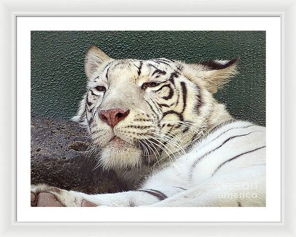White Tiger - Framed Print