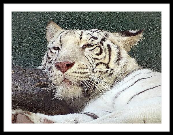 White Tiger - Framed Print
