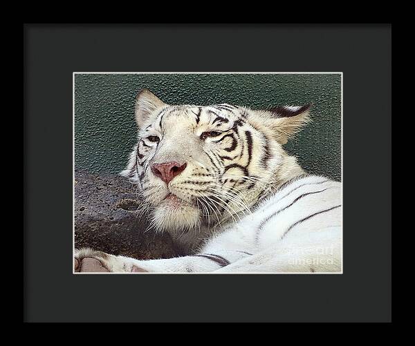 White Tiger - Framed Print