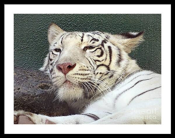 White Tiger - Framed Print