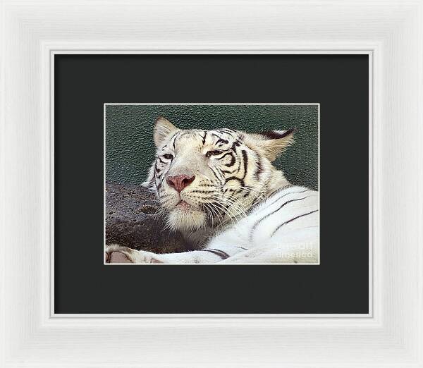 White Tiger - Framed Print