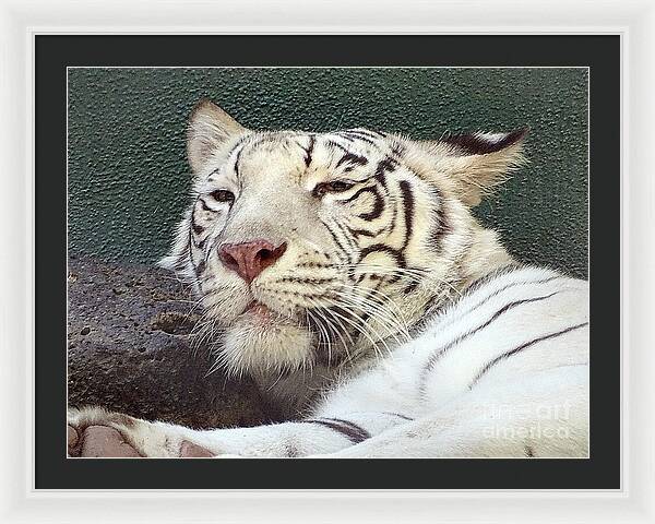 White Tiger - Framed Print