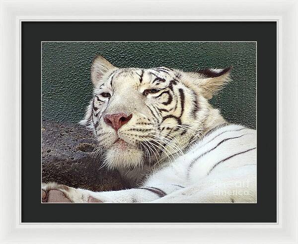 White Tiger - Framed Print