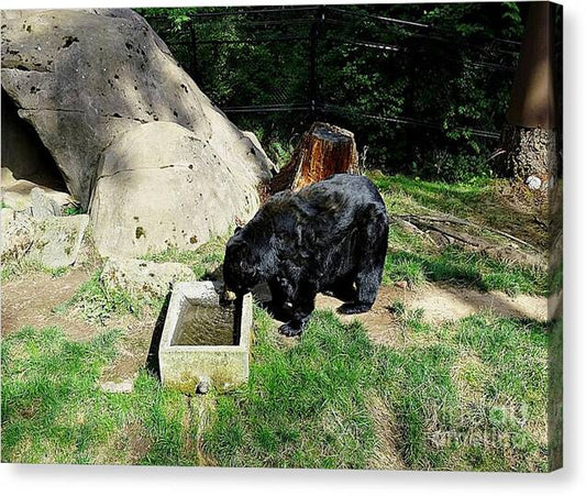Thirsty Bear 1 - Canvas Print