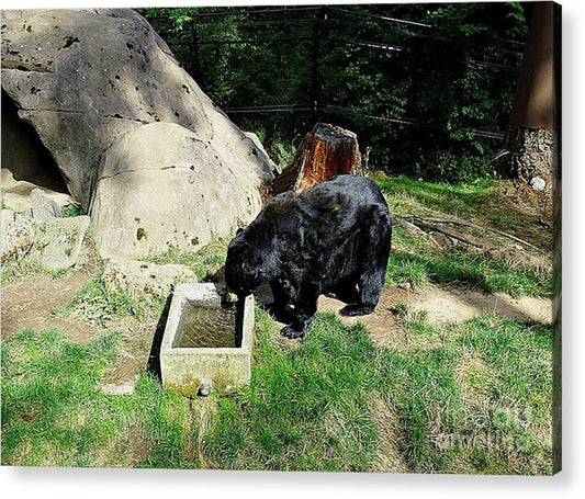 Thirsty Bear 1 - Acrylic Print