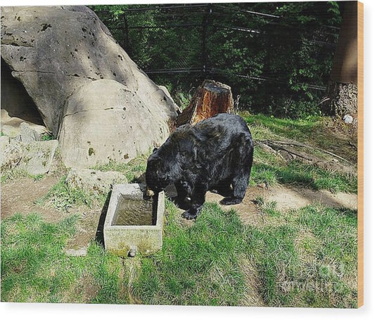 Thirsty Bear 1 - Wood Print