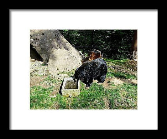 Thirsty Bear 1 - Framed Print
