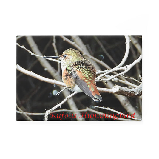 Rufous Hummingbird - Refrigerator Magnet