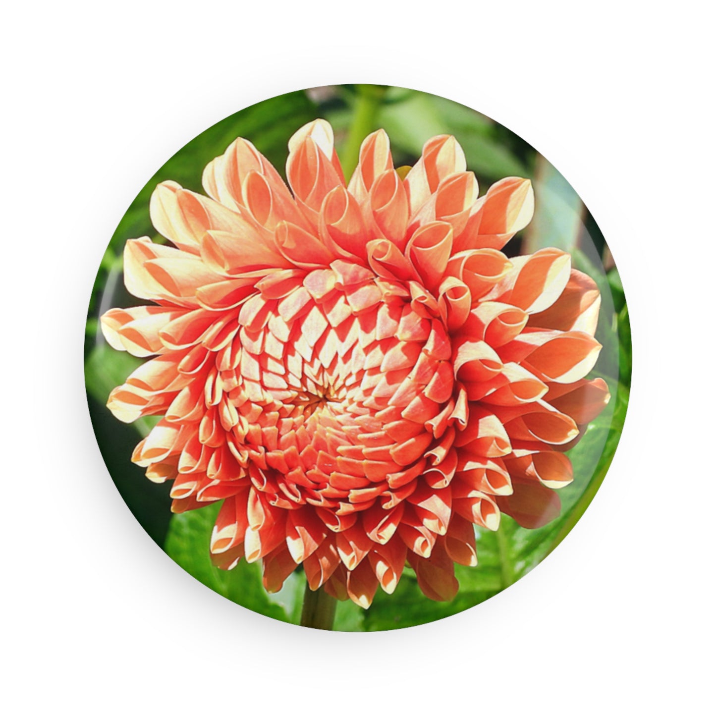 Dahlia - Orange - Refrigerator Magnet