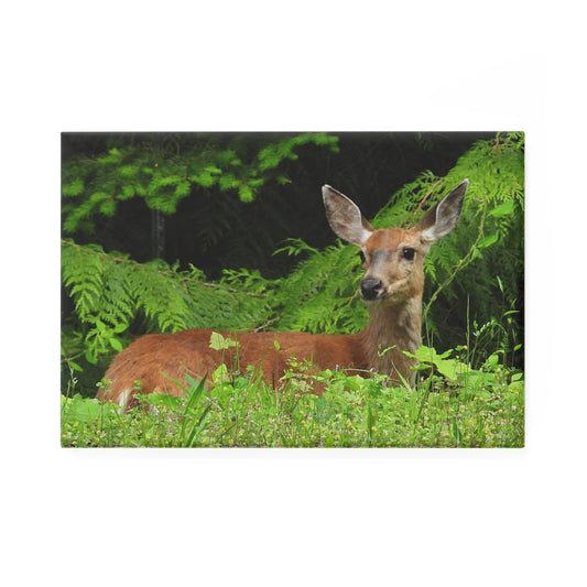 Deer Laying - Refrigerator Magnet