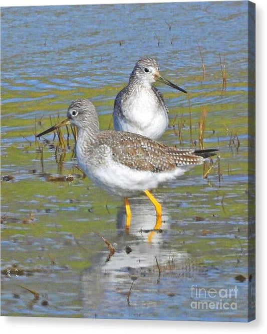 2 Yellow Legs - Canvas Print