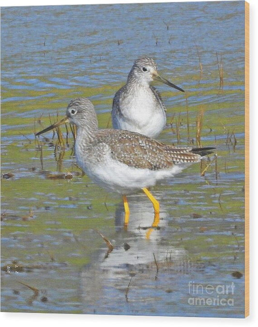 2 Yellow Legs - Wood Print