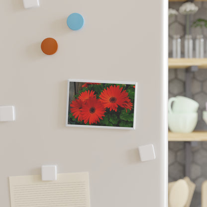 Daisies - Orange - Refrigerator Magnet