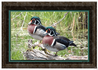 2 Wood Ducks - Greeting Card