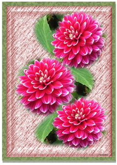 3 Pink Dahlias - Greeting Card