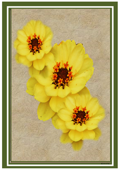 3 Yellow Florets - Greeting Card