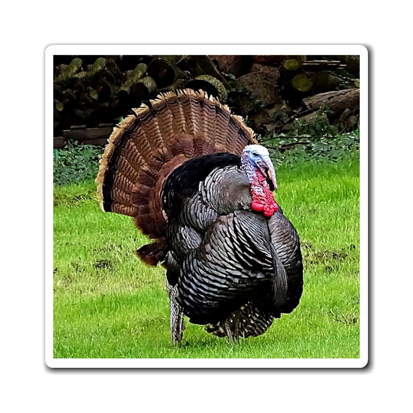 Turkey - Refrigerator Magnet