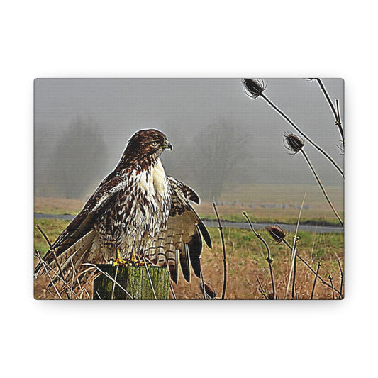 Red Tail Hawk & Thistle - Canvas Gallery Wrap