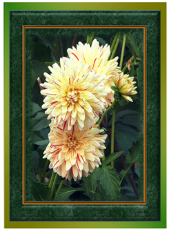 4 Dahlias - Greeting Card