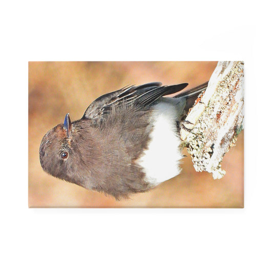 Black Phoebe - Refrigerator Magnet