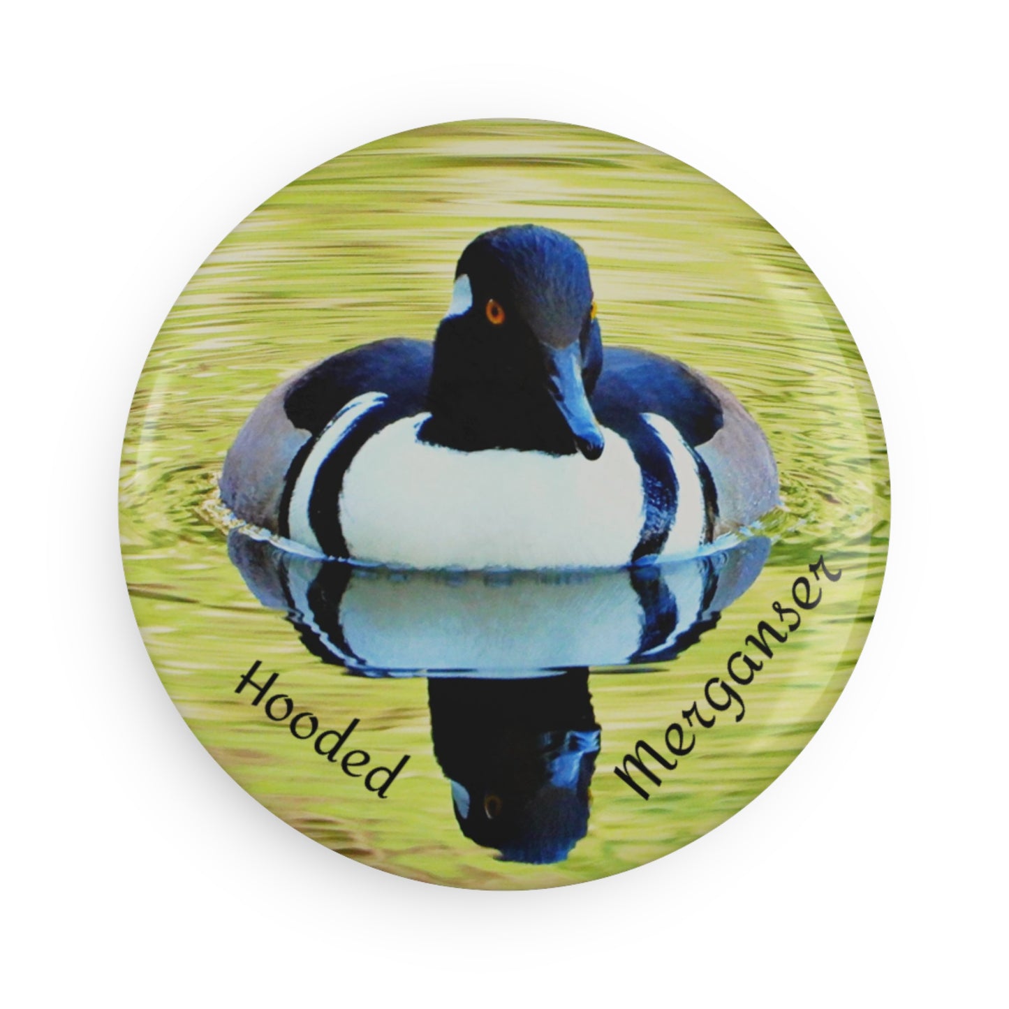 Male Hooded Merganser - Refrigerator Magnet