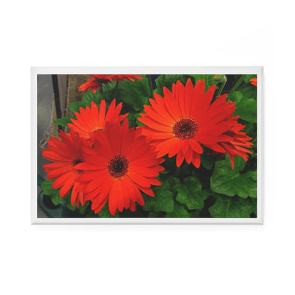 Daisies - Orange - Refrigerator Magnet