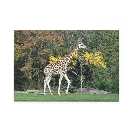 Giraffe - Tall Beauty - Refrigerator Magnet