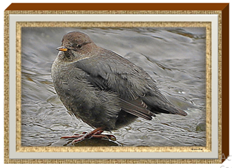 American Dipper - Greeting Card