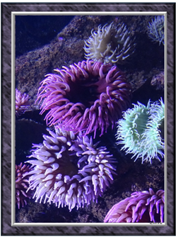 Anemonies - Greeting Card