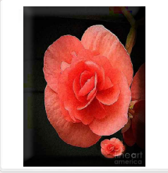 Pink Begonia - Framed Print