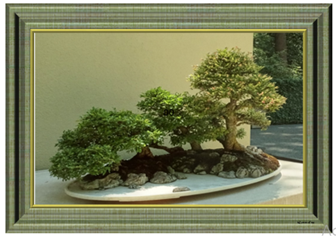 Bonsai - Greeting Card