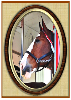 Bud Clydesdale - Greeting Card