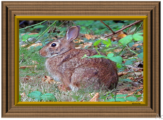 Bunny Framed - Greeting Card