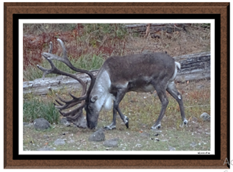 Caribou - Greeting Card