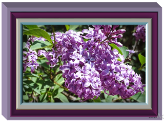 Chinensis Lilac - Greeting Card