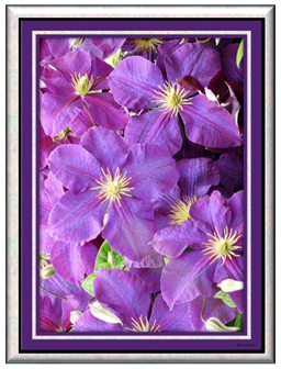 Clematis - Greeting Card